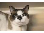Adopt Amigo a Snowshoe