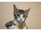 Adopt Rin-Tin a Domestic Short Hair, Tabby