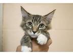 Adopt Ralphy a Domestic Long Hair, Tabby