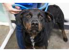 Adopt Oscar (Otis) a Labrador Retriever, Plott Hound