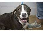 Adopt Rufus (Ranger) a Bernese Mountain Dog, Pit Bull Terrier