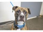 Adopt Paully (Wally) a Pit Bull Terrier, Boxer