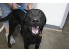Adopt Ottie a Black Labrador Retriever