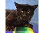 Adopt Brambleclaw a Domestic Short Hair