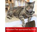 Adopt Chuck a Domestic Short Hair