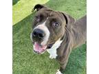 Adopt Soso a Pit Bull Terrier