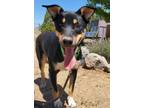 Adopt Gordon a Cattle Dog