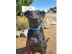 Adopt Rocket a Shepherd, Labrador Retriever
