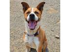 Adopt Caleb a Boxer