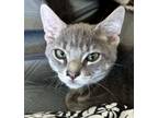 Adopt Whiskers a Domestic Short Hair, Tabby