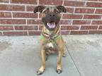 Adopt Zeus a Shepherd, Mastiff