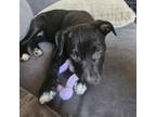 Adopt Mr. Big a Labrador Retriever, Mixed Breed