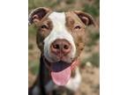 Adopt Lenny a Pit Bull Terrier
