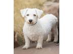 Adopt Pops a Poodle, Bichon Frise