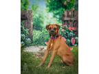 Adopt Orange Crush a Boxer