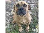Adopt Meatball a Mastiff, Bullmastiff