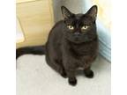 Adopt Mikey a Domestic Short Hair