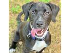 Adopt Umpire a Labrador Retriever