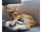 Adopt Sunkist a Domestic Short Hair, Tabby