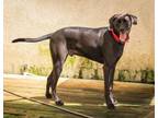 Adopt Rowdy (fka Gate5) a Labrador Retriever