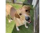Adopt Old Yeller a Golden Retriever, Labrador Retriever