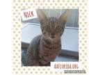Adopt Nick a Tabby, Domestic Short Hair