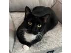 Adopt Pete a Domestic Short Hair
