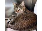 Adopt Dash a Domestic Short Hair