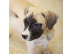Adopt Finch 20672 a Pit Bull Terrier, Boxer