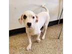 Adopt Frazier 20670 a Pit Bull Terrier, Boxer