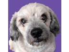 Adopt Rudy a Poodle, Pug