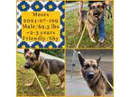Adopt 2024-07-109 *Moses* a German Shepherd Dog