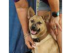 Adopt Clyde a Australian Cattle Dog / Blue Heeler