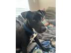 Adopt Zeus a Labrador Retriever