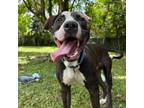 Adopt Bowser a Mixed Breed