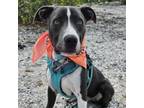 Adopt Littlefoot a Mixed Breed