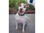 Adopt Poncho a Pit Bull Terrier