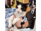 Adopt Glenn a Domestic Short Hair