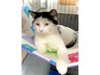 Adopt Clancy a Domestic Short Hair