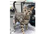 Adopt Dude a Bengal