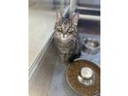 Adopt Indy a Domestic Short Hair