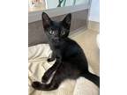 Adopt Pepper Corn a Domestic Short Hair