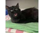 Adopt Moonshine a Domestic Medium Hair