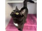 Adopt Cognac a Domestic Short Hair