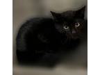 Adopt Boomer a Domestic Short Hair