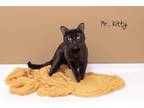 Adopt Mr. Kitty a Domestic Short Hair