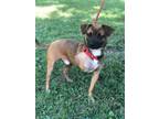Adopt Stanley a Boston Terrier, Mixed Breed