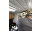 Adopt Walter a Domestic Short Hair