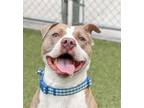 Adopt Dallas a Pit Bull Terrier, Mixed Breed