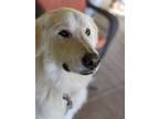 Adopt Merlin a Great Pyrenees